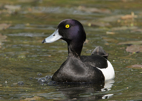 Tufted Duck Aythya fuligula