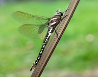 Common Hawker Aeshna juncea