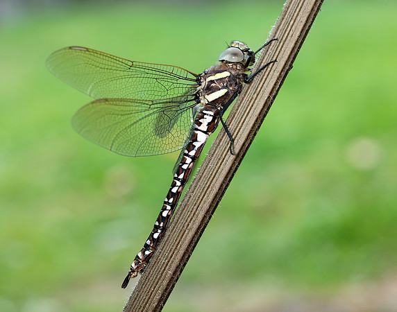 Common Hawker Aeshna juncea