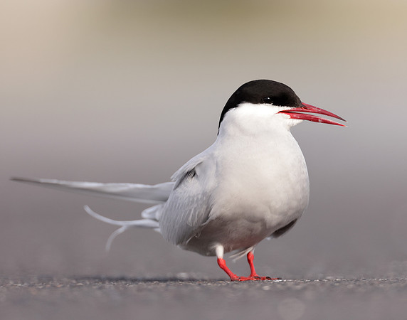 Arctic Tern Sterna paradisaea