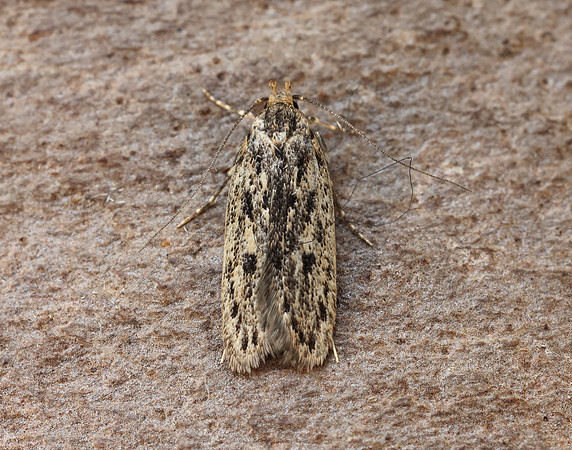 28.010 BF647 Brown House-moth Hofmannophila pseudospretella