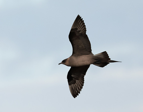 Arctic Skua Stercorarius parasiticus