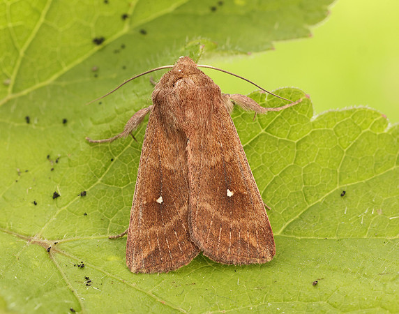 73.297 BF2194 White-point Mythimna albipuncta