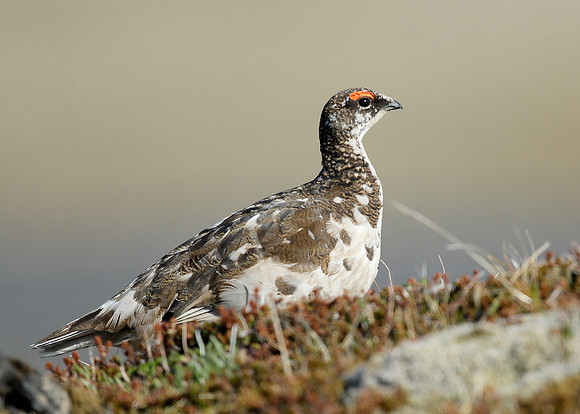 Ptarmigan Lagopus mutus
