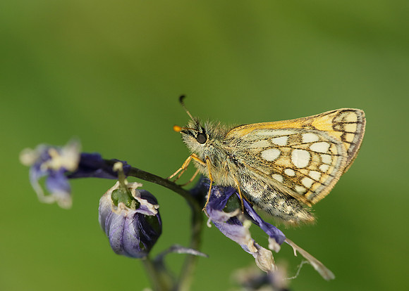 Chequered Skipper Carterocephalus palaemon