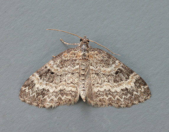 70.199 BF1882 Small Seraphim Pterapherapteryx sexalata