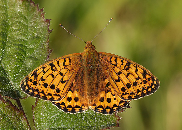 Dark Green fritillary Argynnis aglaja