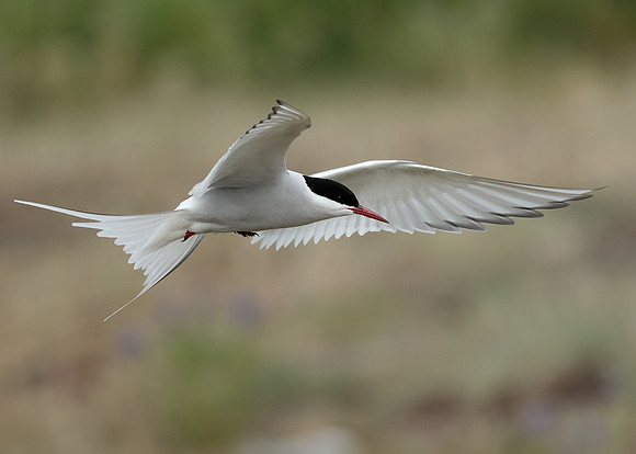 Arctic Tern Sterna paradisaea