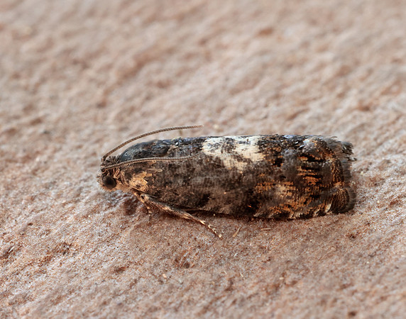 49.365 BF1229 Pammene albuginana