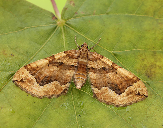 70.069 BF1749 Dark Spinach Pelurga comitata