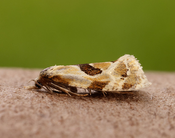49.128 BF946 Aethes rubigana