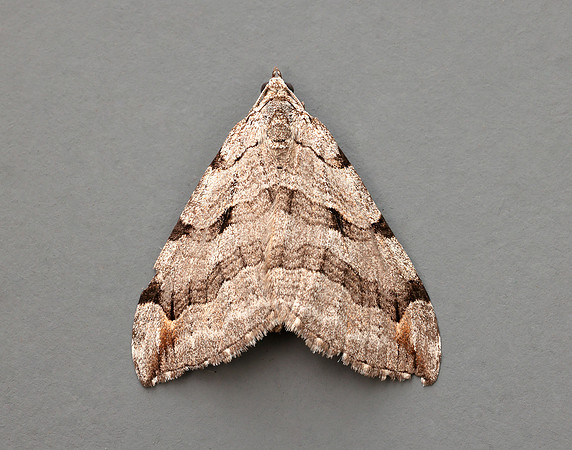 70.192 BF1867 Treble-bar Aplocera plagiata