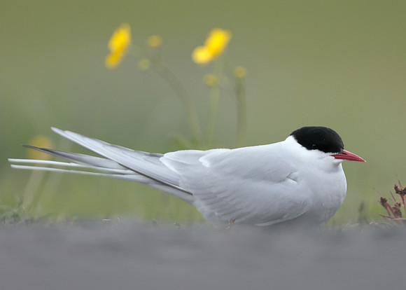 Arctic Tern Sterna paradisaea
