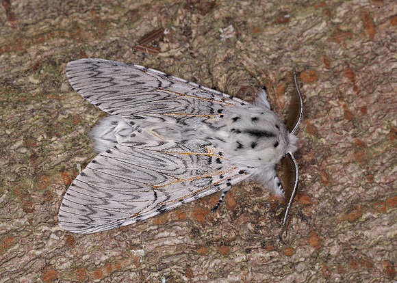 71.003 BF1995 Puss Moth Cerura vinula