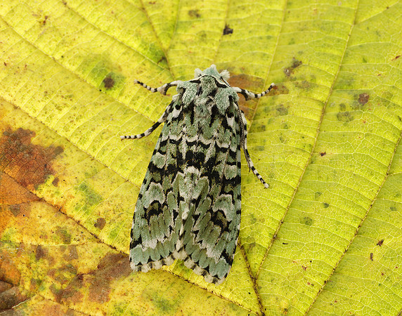 73.224 BF2247 Merveille du Jour Griposia aprilina