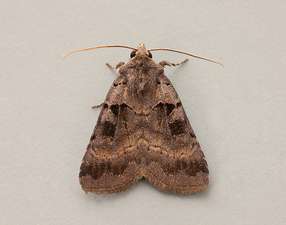 73.354 BF2131 Square-spotted Clay Xestia stigmatica