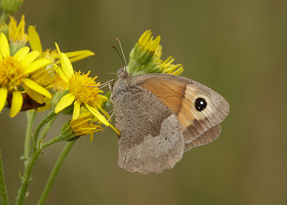 Meadow Brown Maniola jurtina