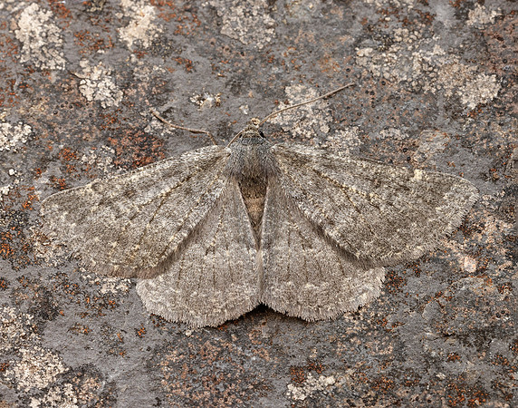 70.285 BF1963 Scotch Annulet Gnophos obfuscata