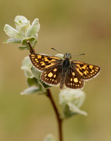 Chequered Skipper Carterocephalus palaemon
