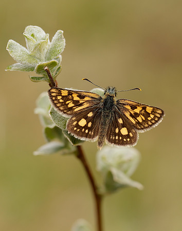 Chequered Skipper Carterocephalus palaemon