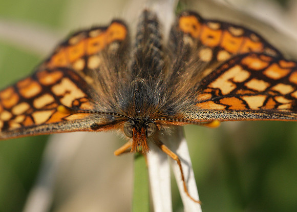 Marsh Fritillary Euphydryas aurinia