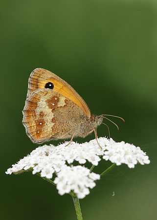 Gatekeeper Pyronia tithonus