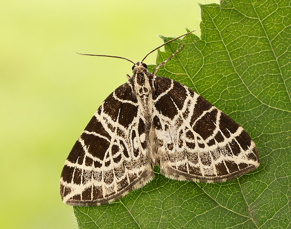 70.088 BF1772 Netted Carpet Eustroma reticulata
