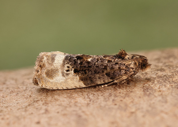 49.156 BF1083 Marbled Orchard Tortrix Hedya nubiferana