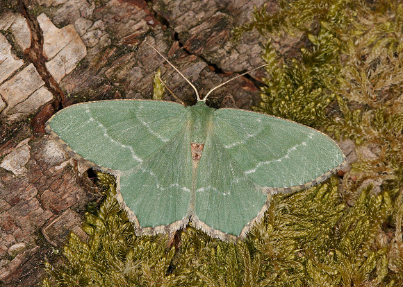 70.305 BF1669 Common Emerald Hemithea aestivaria