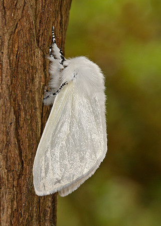 72.009 BF2031 White Satin Leucoma salicis