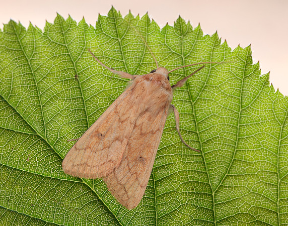73.295 BF2195 Delicate Mythimna vitellina