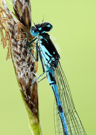 Variable Damselfly Coenagrion pulchellum