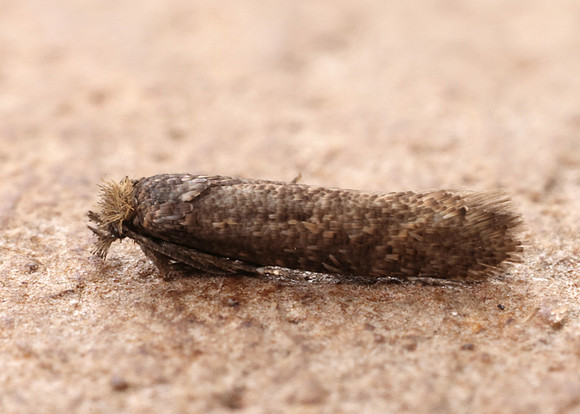 17.015 BF252 Ochsenheimeria urella