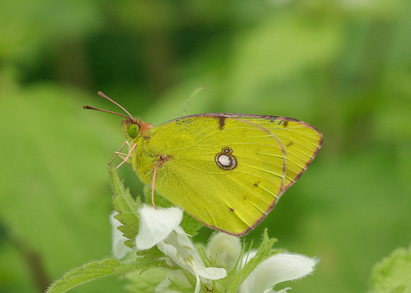 Clouded Yellow Colias croceus
