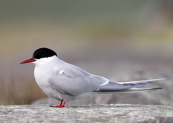 Arctic Tern Sterna paradisaea