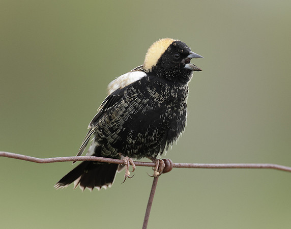 Bobolink Dolichonyx oryzivorus