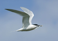 Sandwich Tern Sterna sandvicensis