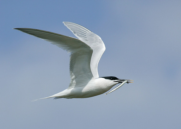 Sandwich Tern Sterna sandvicensis