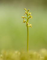 Coralroot Orchid Corallorhiza trifida