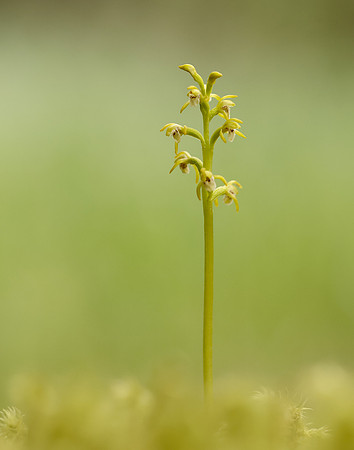 Coralroot Orchid Corallorhiza trifida