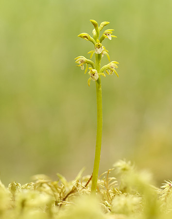 Coralroot Orchid Corallorhiza trifida