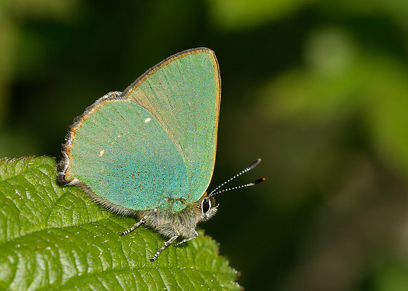 Green Hairstreak Callophrys rubi