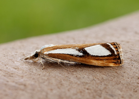 63.096 BF1310 Catoptria permutatellus