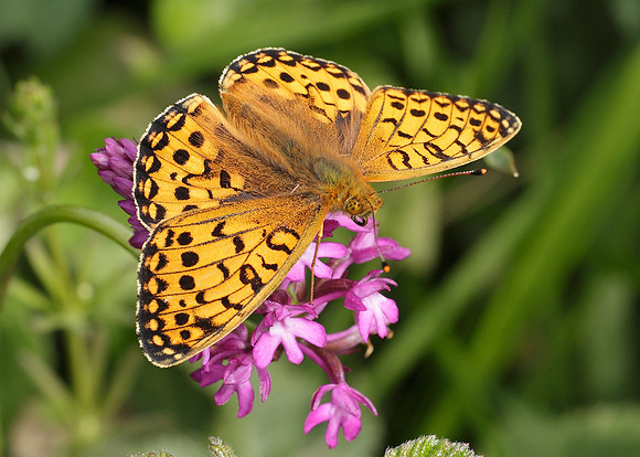 Dark Green fritillary Argynnis aglaja