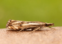 63.102 BF1316 Catoptria falsella