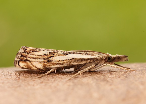 63.102 BF1316 Catoptria falsella