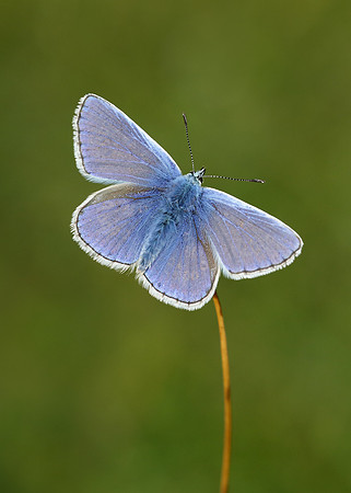Common Blue Polyommatus icarus