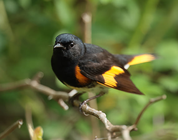 American Redstart Setophaga ruticilla
