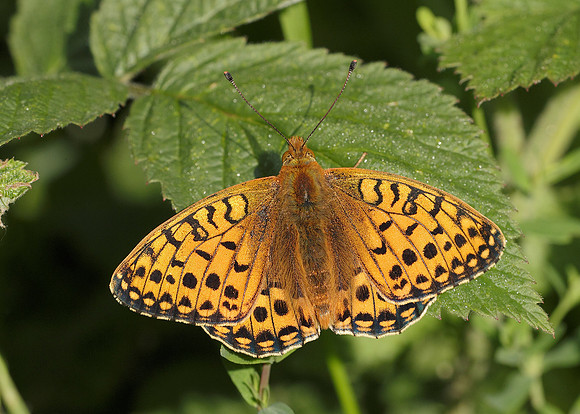 Dark Green fritillary Argynnis aglaja
