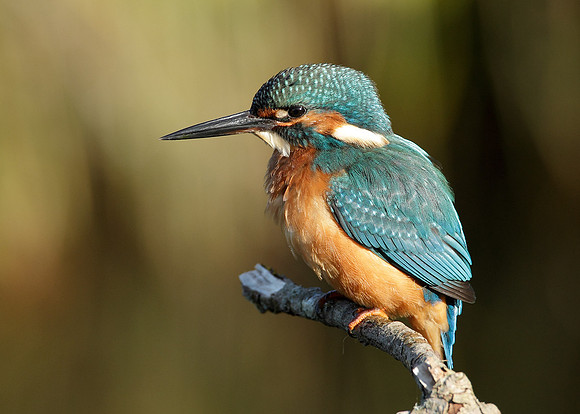 Kingfisher Alcedo atthis